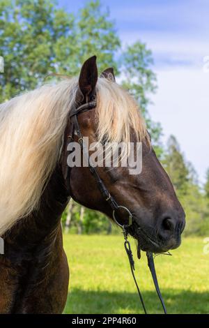 Portrait d'un beau cheval de la Forêt Noire avec chicane. Paysage en arrière-plan. Banque D'Images