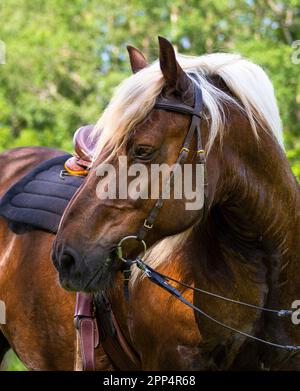 Portrait d'un beau cheval de la Forêt Noire avec sneffle et selle. Paysage en arrière-plan. Banque D'Images