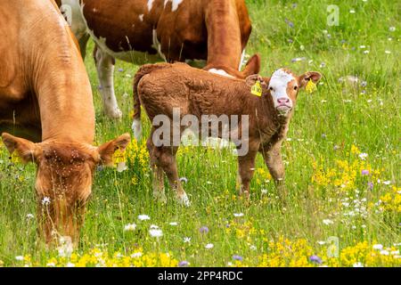 Deux vaches de différentes couleurs et un joli jeune veau debout dans un pré fleuri. Black Forest, Allemagne. Banque D'Images