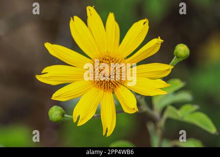 Mauvaise herbe de tournesol mexicaine (Tithonia diversifolia) Banque D'Images