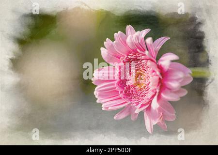 Peinture numérique aquarelle d'un Barberton Daisy rose ensoleillé dans un jardin naturel avec une faible profondeur de champ. Banque D'Images