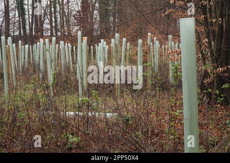 Les jeunes arbres sont protégés des cerfs et des lapins par des garde-arbres dans la forêt de Thetford, Norfolk, Royaume-Uni Banque D'Images