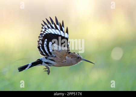 Hoopoe (Upupa epops) volant, oiseau de l'année 2022, Réserve de biosphère de l'Elbe moyen, Saxe-Anhalt, Allemagne Banque D'Images