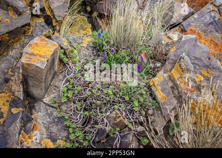 Gros plan succulent sur la photo du concept des rochers. Plante extérieure entourée de pierres. Pierres avec texture de mousse dans la nature pour papier peint. Banque D'Images