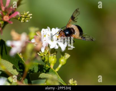 Macro d'une mouche pellucide sur une fleur de sept fils Banque D'Images