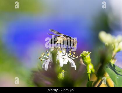 Macro d'une mouche pellucide sur une fleur de sept fils Banque D'Images