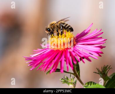 Macro d'une abeille collectant le nectar à un aster rose floraison Banque D'Images
