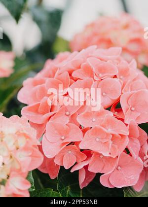 L'Hortensia rose fleurit après la pluie avec des gouttes d'eau sur le Bush de près. Fond de fleurs naturelles Banque D'Images