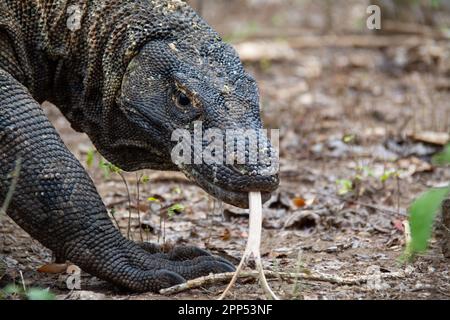 Au milieu du paysage accidenté de l'île de Komodo, un dragon de Komodo s'aventure à la recherche de son prochain repas. Banque D'Images