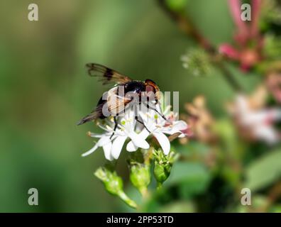 Macro d'une mouche pellucide sur une fleur de sept fils Banque D'Images