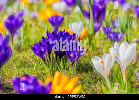 Florissant pré de printemps avec diverses fleurs de crocus Banque D'Images