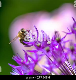 Macro d'une abeille pollinisant sur une fleur d'oignon géant violet Banque D'Images