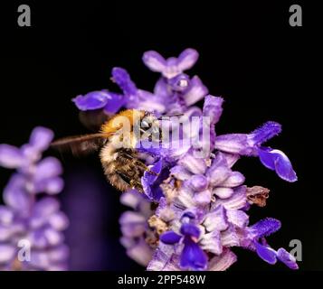 Macro d'une abeille commune de carder pollinisant à une fleur de sauge Banque D'Images