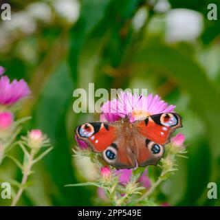 Macro d'un papillon de dame pincé sur une fleur d'aster rose Banque D'Images
