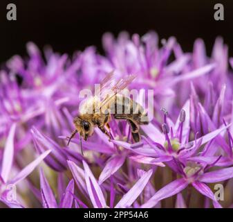 Macro d'une abeille pollinisant sur une fleur d'oignon géant violet Banque D'Images