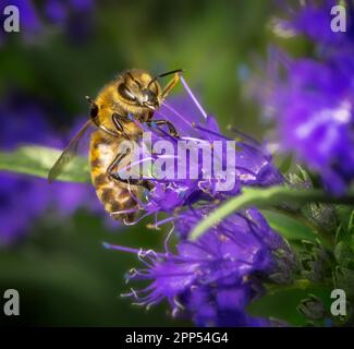 Macro d'une abeille pollinisant à une fleur de bluebeard Banque D'Images