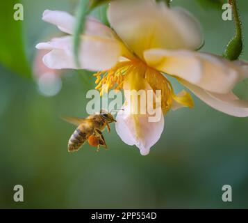 Macro d'une abeille volant à une fleur de rose blanche Banque D'Images