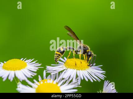 Macro d'une guêpe de pot sur une fleur d'aster blanc Banque D'Images