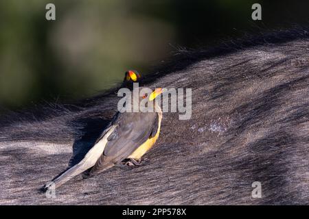 Oxpecker (Buphagus), les étoiles de l'Oxpecker sur le buffle africain (Syncerus caffer), Parc national du Meru, Kenya Banque D'Images