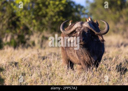 Oxpecker (Buphagus), les étoiles de l'Oxpecker sur le buffle africain (Syncerus caffer), Parc national du Meru, Kenya Banque D'Images