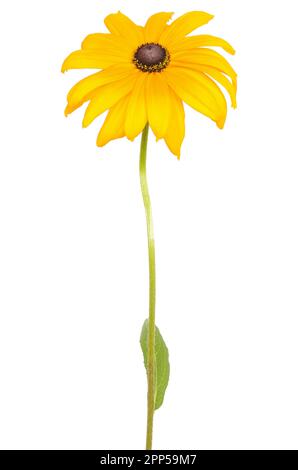 Rudbeckia flower isolated on white background Banque D'Images