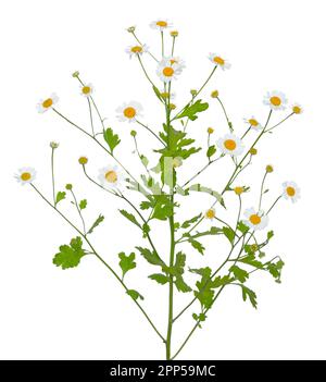 Fleurs de Tanaceum parthenium (fiversome) isolées sur fond blanc Banque D'Images