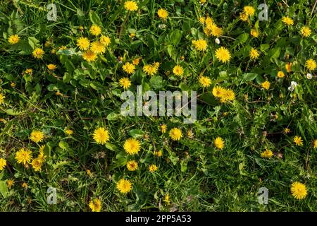 patch de pissenlits avec leurs têtes de fleurs jaunes. Banque D'Images