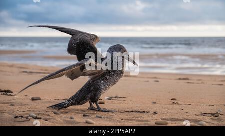 Jeune gantet qui s'étend ses ailes sur la plage de Brora dans les Highlands. Banque D'Images