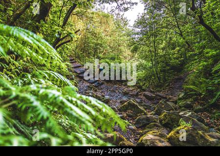 Description: Une femme de tourisme marche dans la jungle sur les escaliers sur le chemin de Levada Verde dans la matinée. Levada de Caldeirão Verde, île de Madère, po Banque D'Images