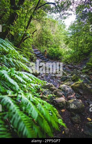 Description: Une femme de tourisme marche dans la jungle sur les escaliers sur le chemin de Levada Verde dans la matinée. Levada de Caldeirão Verde, île de Madère, po Banque D'Images