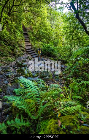 Description: Une femme de tourisme marche dans la jungle sur les escaliers sur le chemin de Levada Verde dans la matinée. Levada de Caldeirão Verde, île de Madère, po Banque D'Images