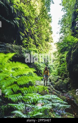 Description: Femme touristique marchant sur une gorge couverte de fougères avec le vieux pont somou dans la forêt tropicale de Madeiran le matin. Levada de Caldeirão Verde, Banque D'Images