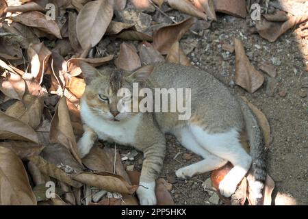 Un triste regard endormi chat regardant la caméra tout en posant sur le sol rempli de feuilles sèches Banque D'Images