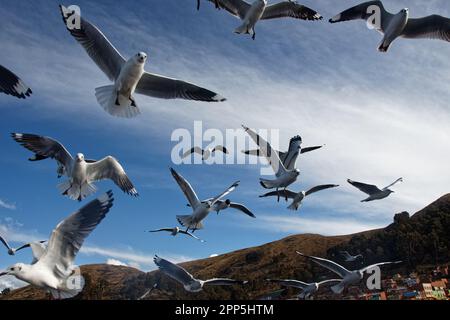 Mouettes suivant un bateau, traversant le détroit de Tiquina, en Bolivie Banque D'Images