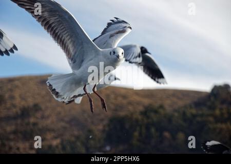 Mouettes suivant un bateau, traversant le détroit de Tiquina, en Bolivie Banque D'Images