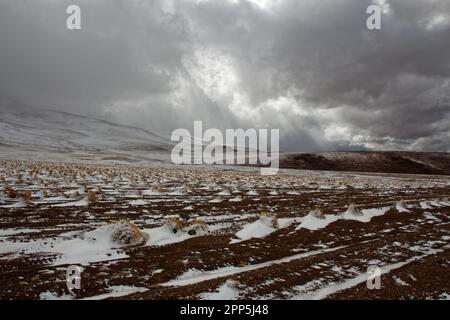 Une journée froide et nuageux dans les terres arides sans fin du district de Potosí, en Bolivie Banque D'Images