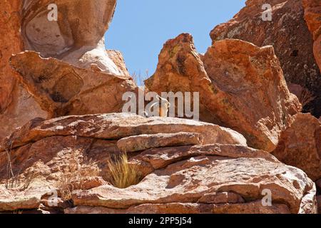 Un vizcacha assis au sommet d'un rocher près de Laguna Negra, district de Potosí, Bolivie Banque D'Images