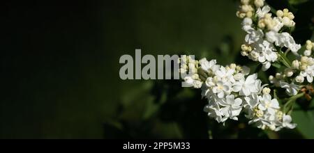 Branches fleuris de lilas blanc de printemps sur fond de feuillage vert foncé flou. Bannière large avec espace de copie. Image de source naturelle. Beauté à natur Banque D'Images