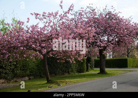 Pink Cherry Blossom, West Argyll Street, Helensburgh, Écosse Banque D'Images