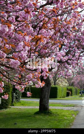 Pink Cherry Blossom, West Argyll Street, Helensburgh, Écosse Banque D'Images