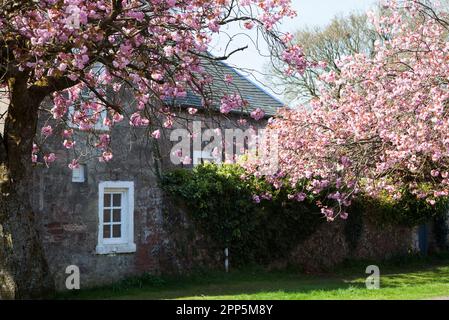 Pink Cherry Blossom, West Argyll Street, Helensburgh, Écosse Banque D'Images