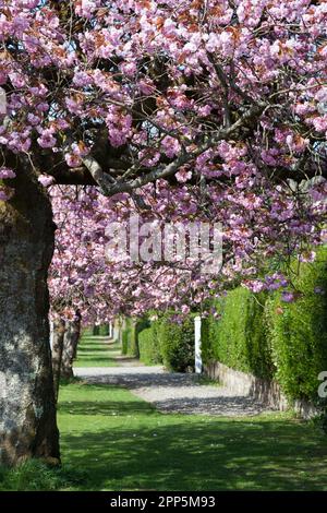 Pink Cherry Blossom, West Argyll Street, Helensburgh, Écosse Banque D'Images