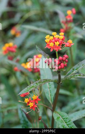 Asclepias curassavica soyeux rouge profond, Milkweed tropical, fleurs rouge profond avec des capuches jaunes, feuillage en bronze Banque D'Images