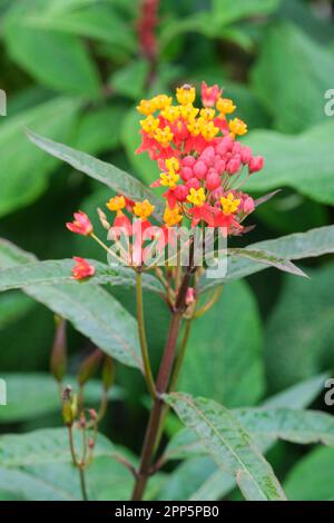 Asclepias curassavica soyeux rouge profond, Milkweed tropical, fleurs rouge profond avec des capuches jaunes, feuillage en bronze Banque D'Images