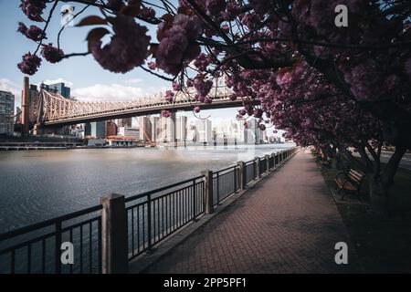 Cerisiers en fleurs dans le parc de l'île Roosevelt à côté de la rivière et de Manhattan au printemps Banque D'Images