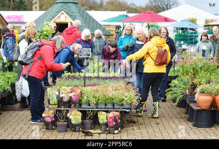 Harrogate, North Yorkshire, Royaume-Uni. 22nd avril 2022. Le salon des fleurs du printemps de Harrogate est le premier grand événement du calendrier de jardinage britannique et accueille la plus grande exposition de floristry et d'organisation de fleurs en Grande-Bretagne. Un événement de quatre jours qui accueille des milliers de visiteurs chaque année, malgré le temps. Bridget Catterall AlamyLiveNews Banque D'Images