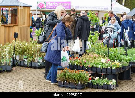 Harrogate, North Yorkshire, Royaume-Uni. 22nd avril 2022. Le salon des fleurs du printemps de Harrogate est le premier grand événement du calendrier de jardinage britannique et accueille la plus grande exposition de floristry et d'organisation de fleurs en Grande-Bretagne. Un événement de quatre jours qui accueille des milliers de visiteurs chaque année, malgré le temps. Bridget Catterall AlamyLiveNews Banque D'Images