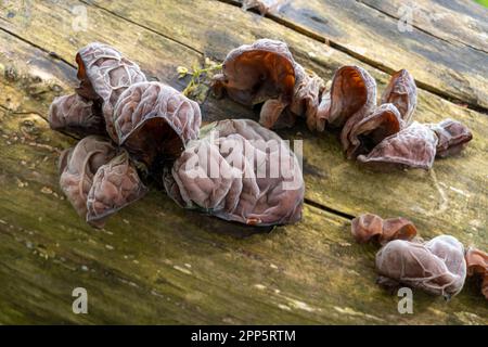 Oreille de Jew ou oreille de gelée, Auricularia auricula-judae, champignon poussant sur le tronc de l'arbre, pays-Bas Banque D'Images