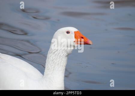 Portrait de l'oie domestique, Anser cygnoides domesticus, en profil sur fond vert clair et flou. Oie grise domestique, oie grise ou blanche Banque D'Images