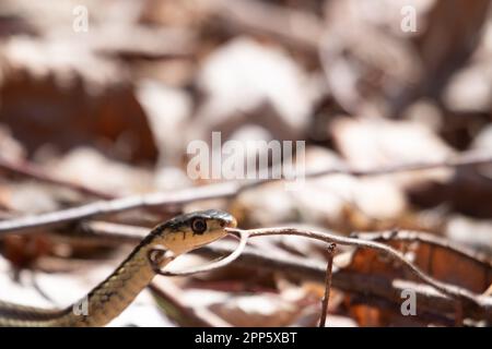 Un jeune serpent à jarretière émerge de sa tête au début du printemps au Canada Banque D'Images